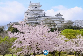 小田原城赏樱・箱根海贼船・富士河口湖・涮涮锅吃到饱东京赏樱花一日游包车服务